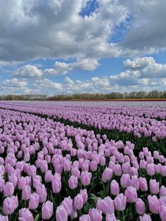 a field full of pink tulips under a cloudy sky