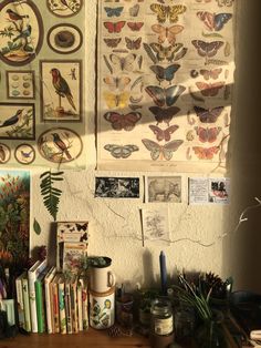 the wall is covered with many different kinds of butterflies