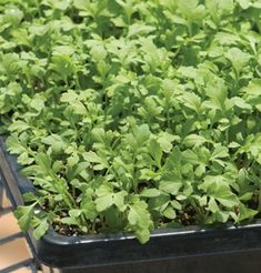 the plants are growing in the black container