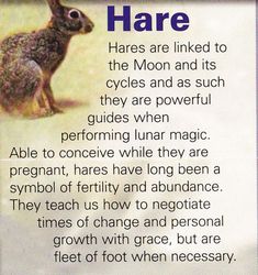 Hare Symbolism, Rabbit Spirit Animal, Rabbit Symbolism, Pregnancy After 40, Animal Totem Spirit Guides, Life Seasons, Hare Moon, Hare Animal, Ovulation Calendar