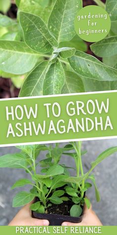 a person holding a plant with the title how to grow ashwagandia practical self reliance