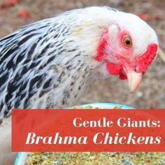 a close up of a chicken eating food out of a bowl with the words gentle giants brahma chickens