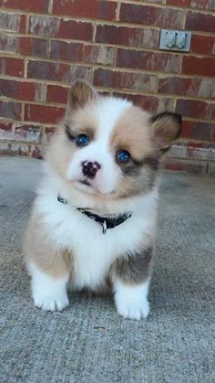 a small brown and white dog sitting on top of a floor next to a brick wall