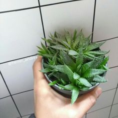 a person holding a potted plant in front of a tiled wall with black and white tiles