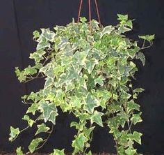 a potted plant with green leaves hanging from it's side