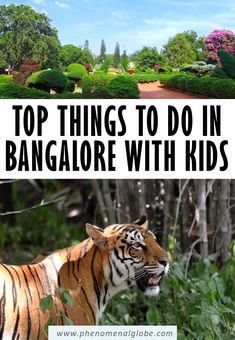 the top things to do in banglaore with kids, including tigers and other wild animals