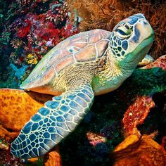 a green sea turtle swims over the coral reef in this underwater photo by person