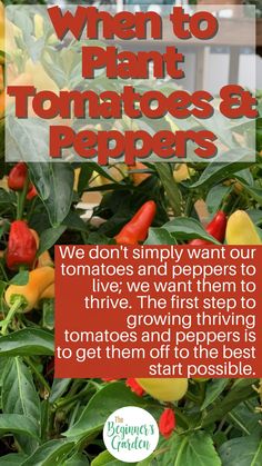 peppers growing in the garden with text that reads when to plant tomatoes and peppers