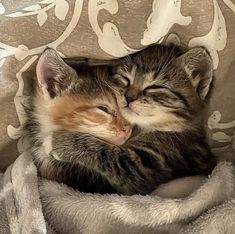 a kitten sleeping on top of a blanket