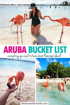 the aruba bucket list everything you need to know about flamingos island in arua