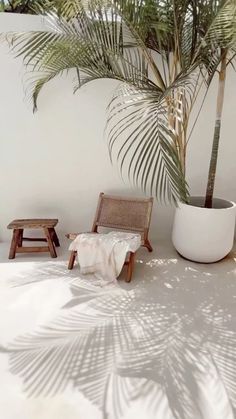 a palm tree in a white room next to two stools and a potted plant