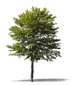 a single tree on a white background with clippings to cut out the leaves