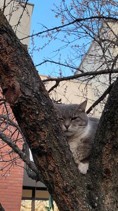 a gray and white cat sitting on top of a tree next to a tall building