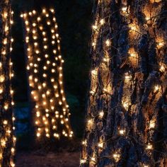 some lights are hanging on trees in the woods