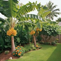 a lush green yard with palm trees and flowers