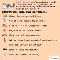 the cat's names and their meanings are shown in this graphic diagram, which includes cats