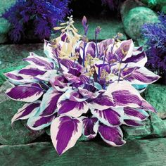 a purple and white flower sitting on top of a rock