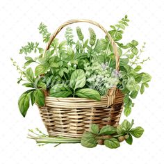 a basket filled with lots of green plants next to some leaves and herbs on a white background