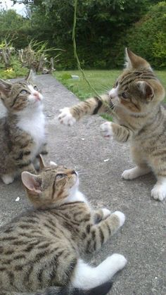 three kittens playing with each other on the ground in front of some bushes and trees