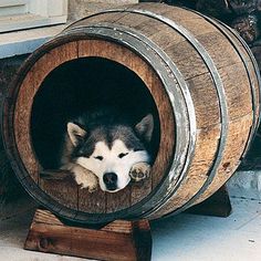 a husky dog laying in a wooden barrel