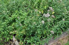 a garden filled with lots of green plants