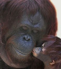 an orangutan holding its baby in it's arms