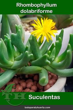 a close up of a plant with flowers in it