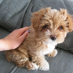 a small brown dog sitting on top of a couch next to someone's hand