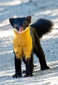 a small black and yellow animal standing in the snow