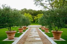 there are many potted trees in the middle of this long walkway that is lined with gravel