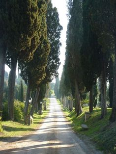 the road is lined with trees and stone headstones on both sides, leading to an old cemetery