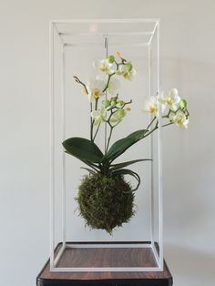 an orchid arrangement in a glass case with moss