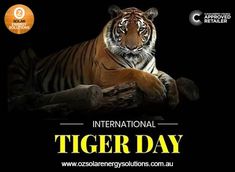 a tiger sitting on top of a rock next to the words, international tiger day