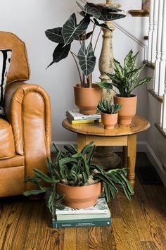 three potted plants sit on top of a wooden table in front of a brown leather chair