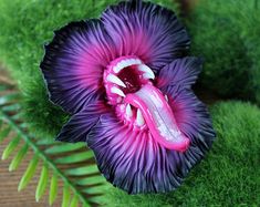 a purple flower sitting on top of green grass