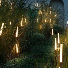 some plants and lights in the grass