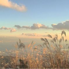 tall grass blowing in the wind on top of a hill with ocean and city in background