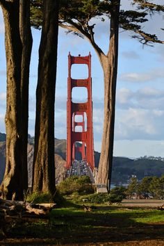 the golden gate bridge is surrounded by trees