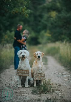 two dogs sitting on the side of a dirt road with signs in front of them