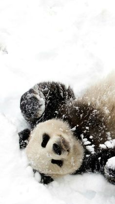 a panda bear laying in the snow on it's back with its head up