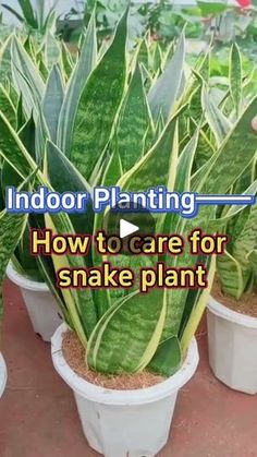 indoor planting how to care for snake plant in the house or garden with video instructions