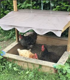 two chickens in a coop under an awning