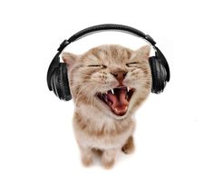 a cat with its mouth open wearing headphones