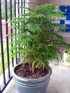 a small pine tree in a blue pot on a porch next to a black fence