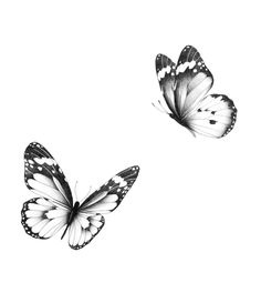 two black and white butterflies flying side by side