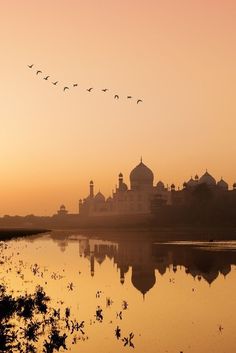 birds flying in the sky over a body of water with a large white building behind it