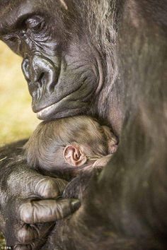 a baby gorilla is being held by its mother