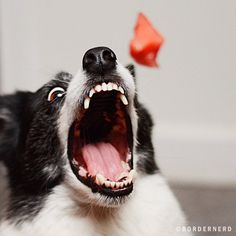 a black and white dog with its mouth open