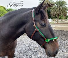 a brown horse wearing a green bridle on top of gravel