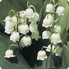 some white flowers are blooming on a green plant